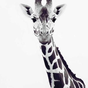 Affiche enfant girafe noire  Affiche + cadre en bois - Chêne