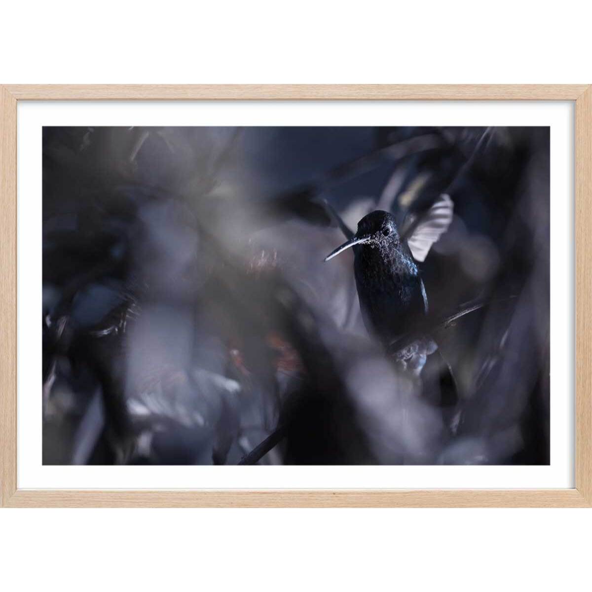 Poster animaux La petite étoile d' equateur Affiche + cadre en bois - Chêne