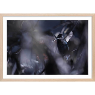 Poster animaux La petite étoile d' equateur Affiche + cadre en bois - Chêne