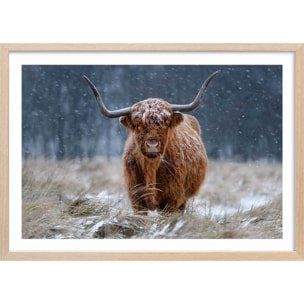 Affiche Vache Highland Affiche sous cadre bois