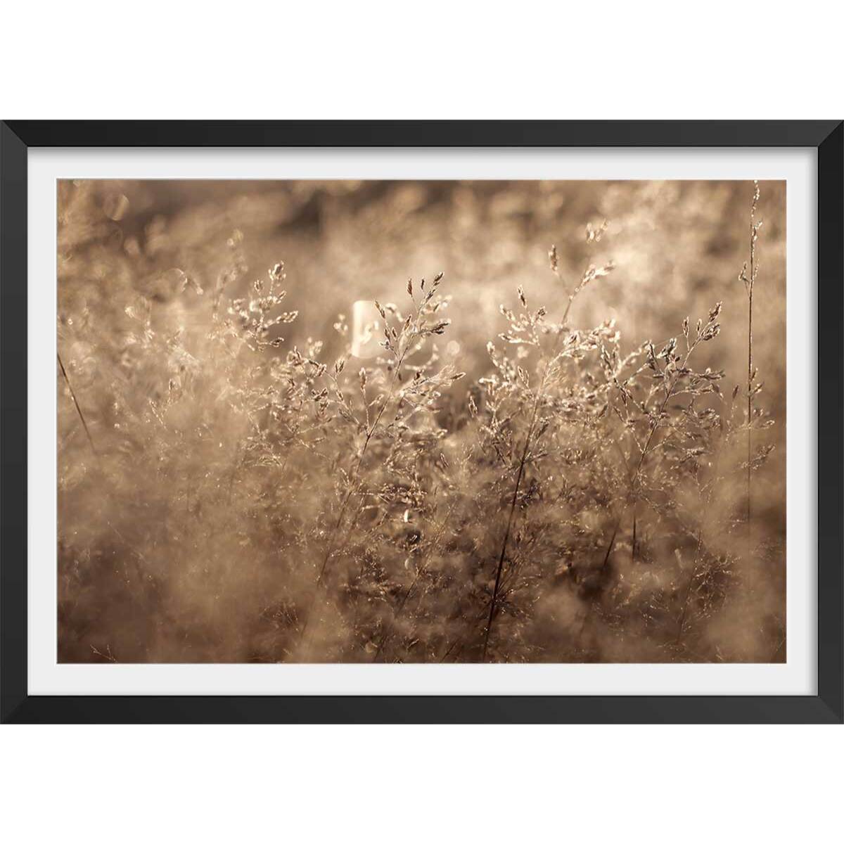 Affiche fleurs field grass Affiche + cadre en bois - Noir