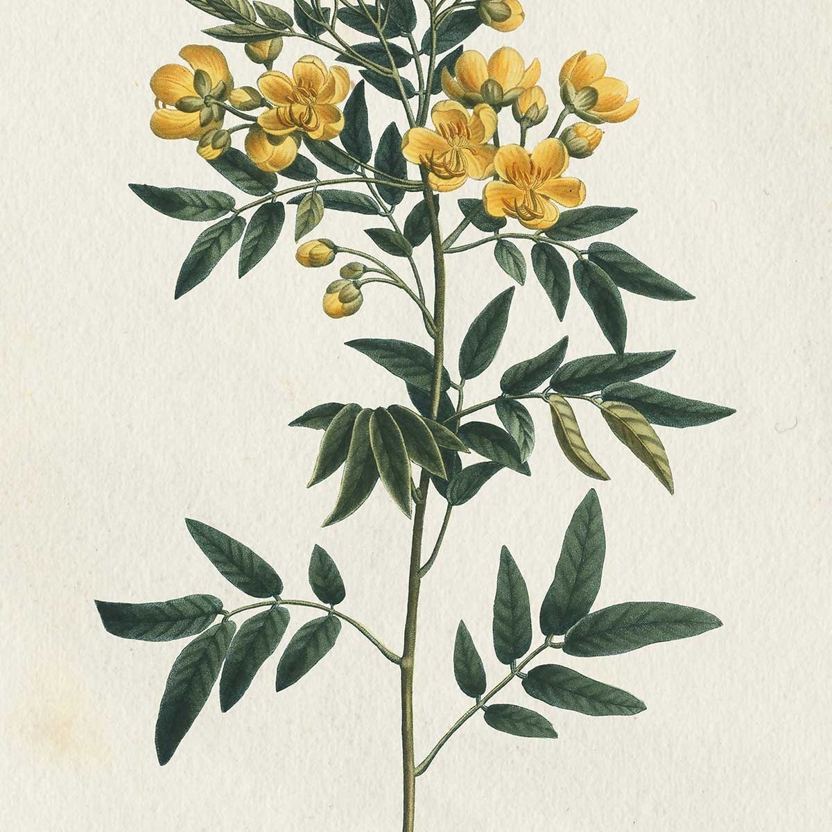 Tableau fleurs millepertuis illustré Tableau alu Dibond