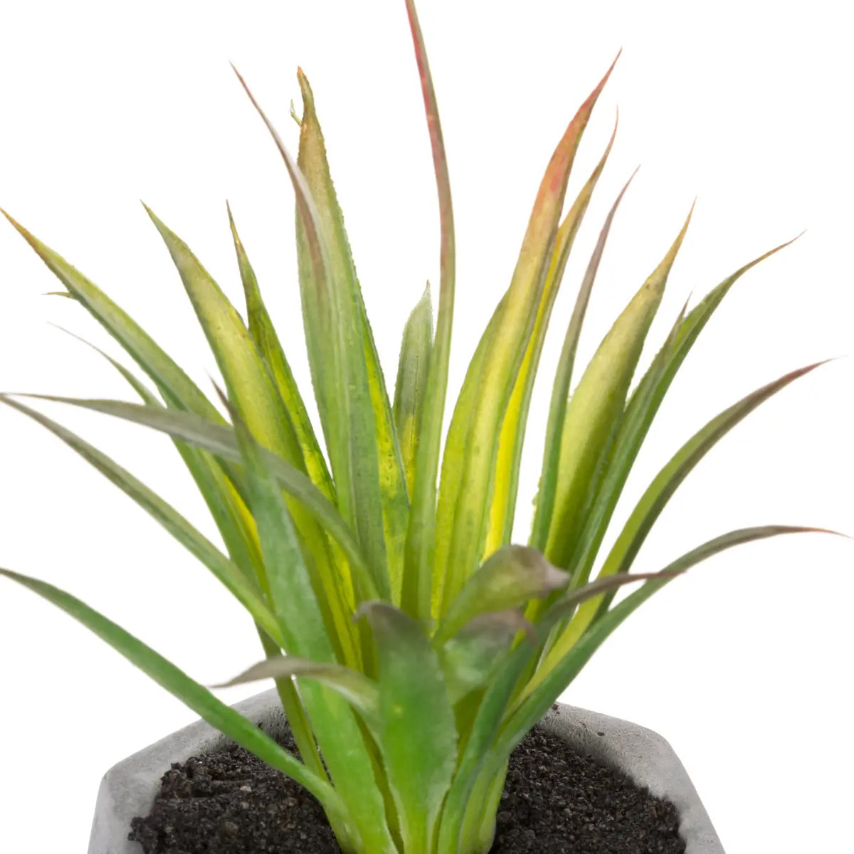 Plante grasse artificielle pot ciment H14cm