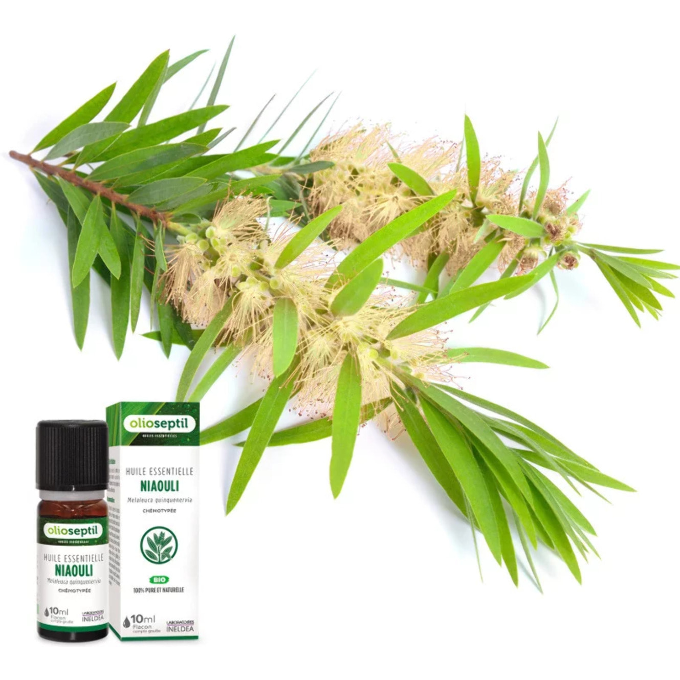 OLIOSEPTIL - Huile essentielle de Niaouli - 100% Pure et naturelle - BIO - HEBBD (biochimiquement et botaniquement définie) - 100% origine naturelle - Flacon 10ml