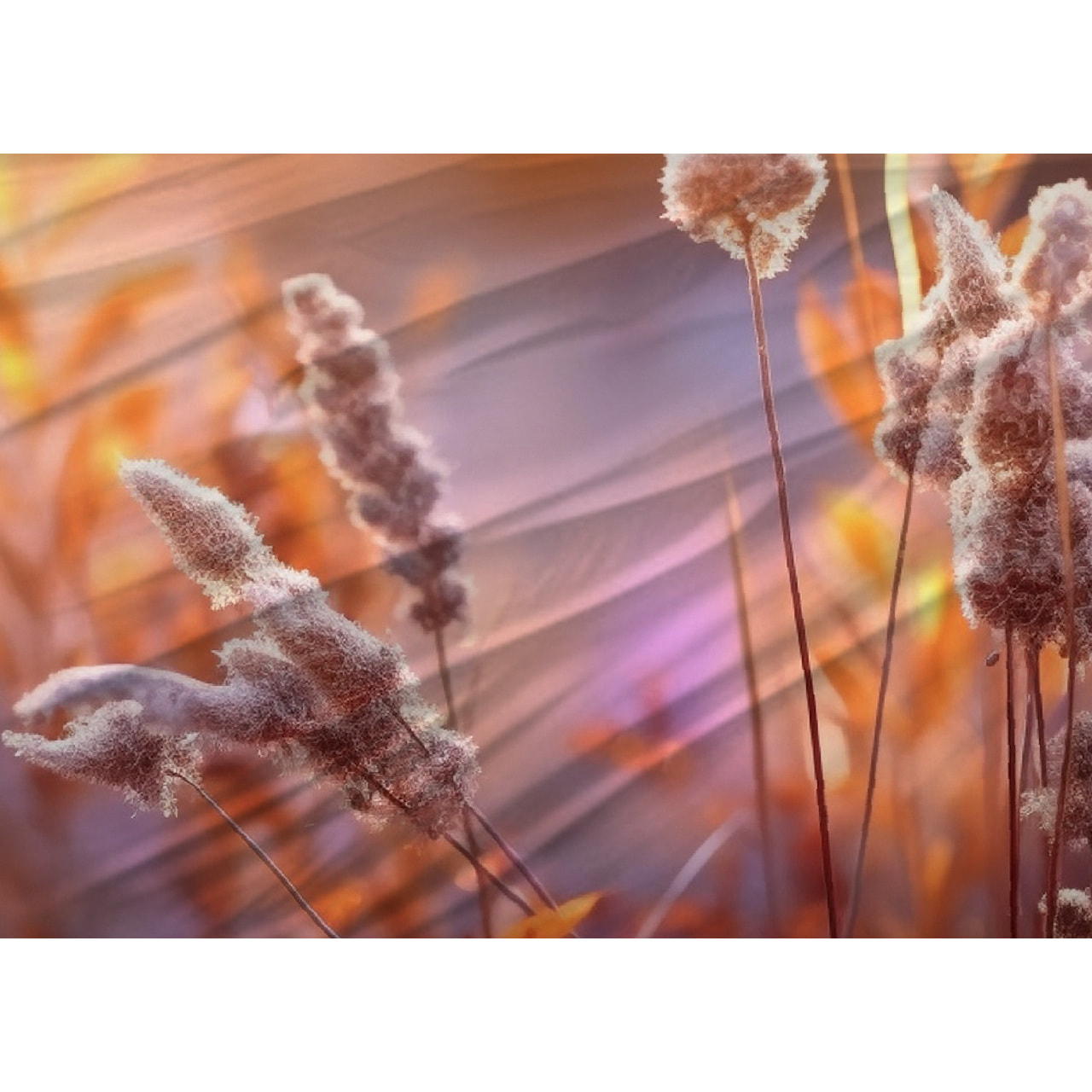 Copripiumino Stampa Digitale Disegno Spiga Misura Letto Matrimoniale