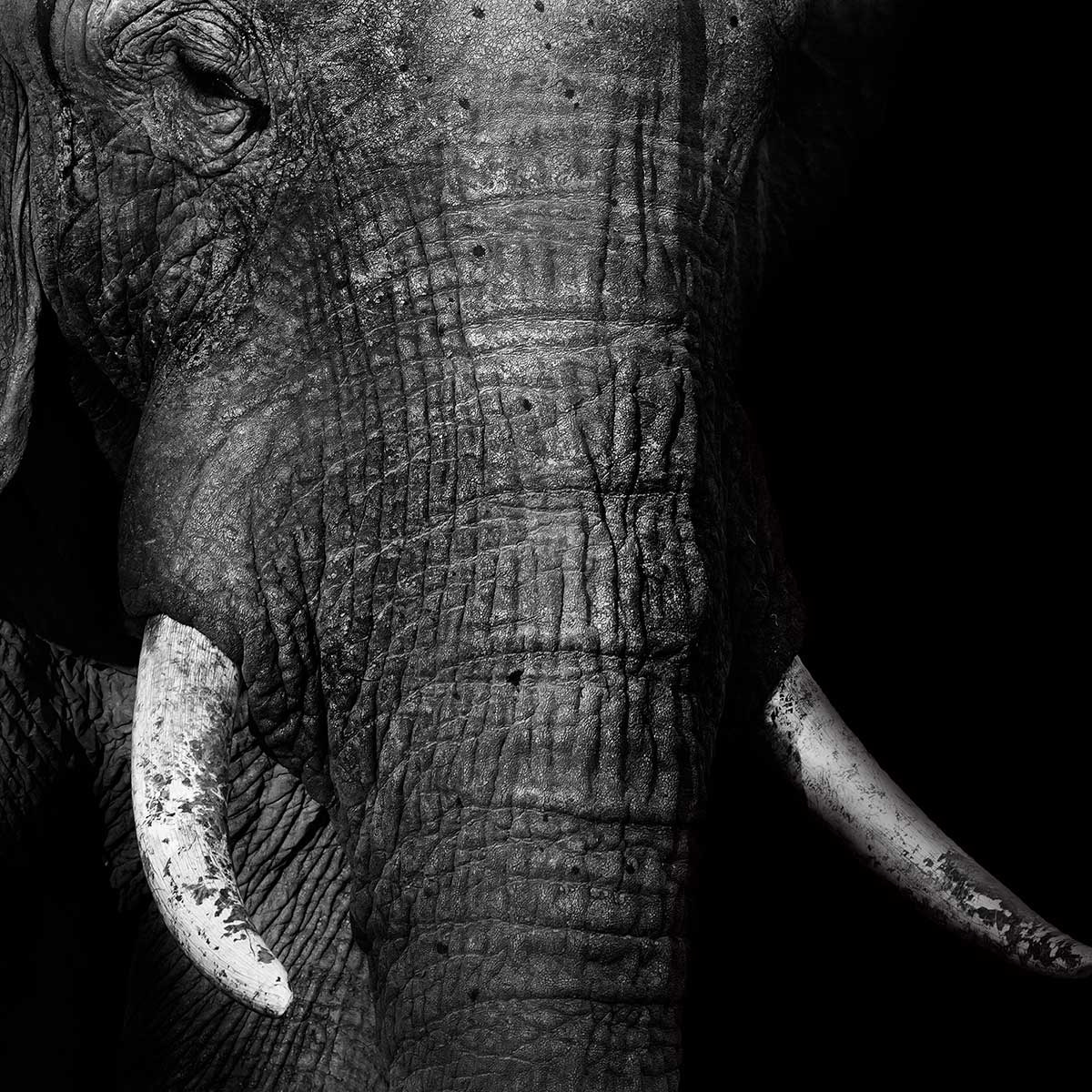 Affiche animaux éléphantloxodonta africana Affiche sous cadre bois