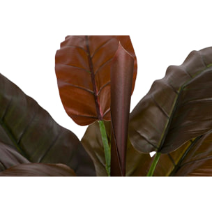 Planta Cordyline Con Maceta 55x55x75 Cm