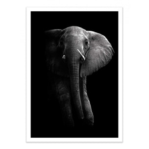 Art-Poster - Elephant - 50 x 70 cm