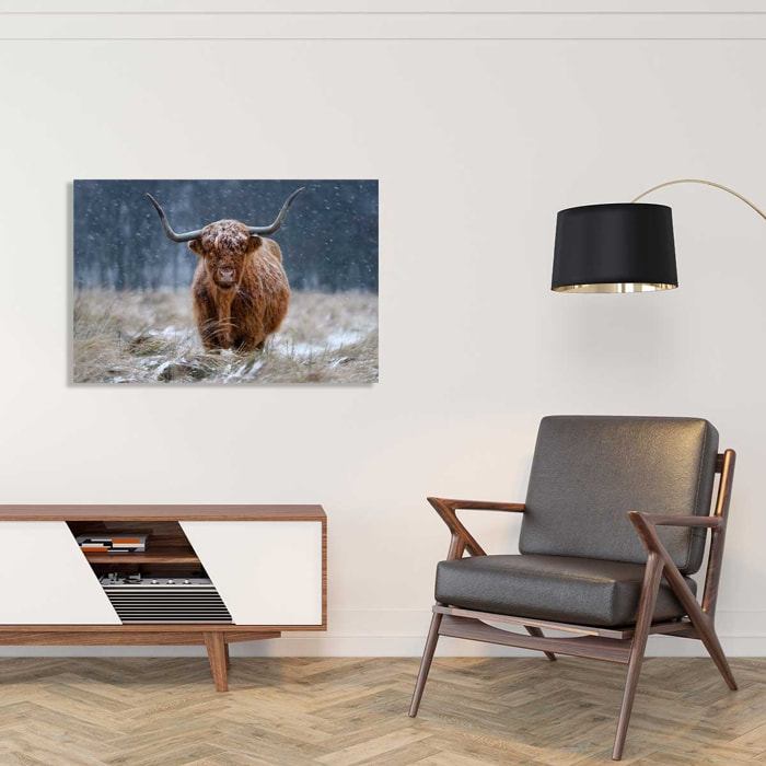 Tableau Vache Highland Tableau alu Dibond