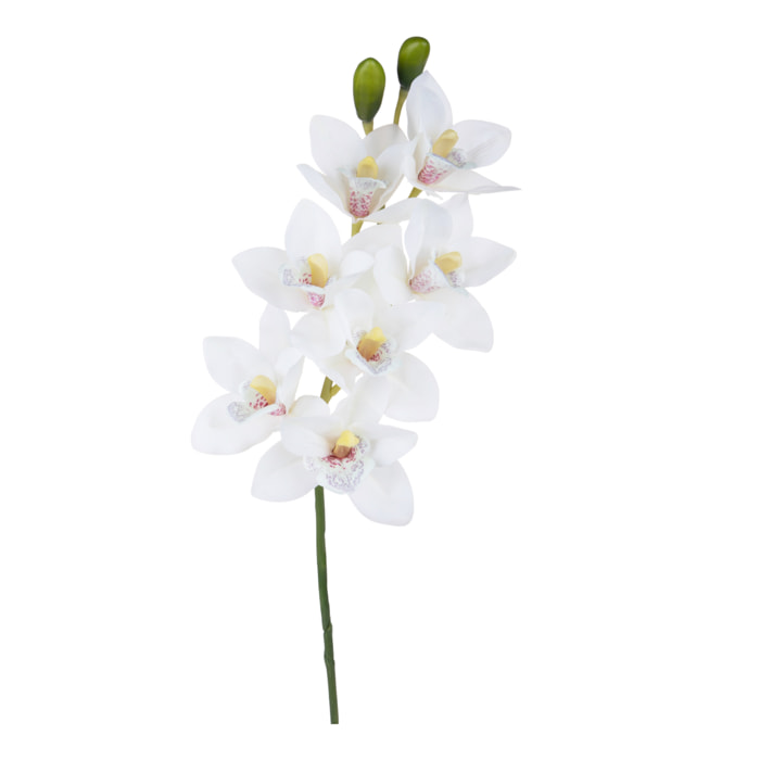Orchidea cymbidium - Pezzi 3 - Colore: Bianco - Bianchi Dino