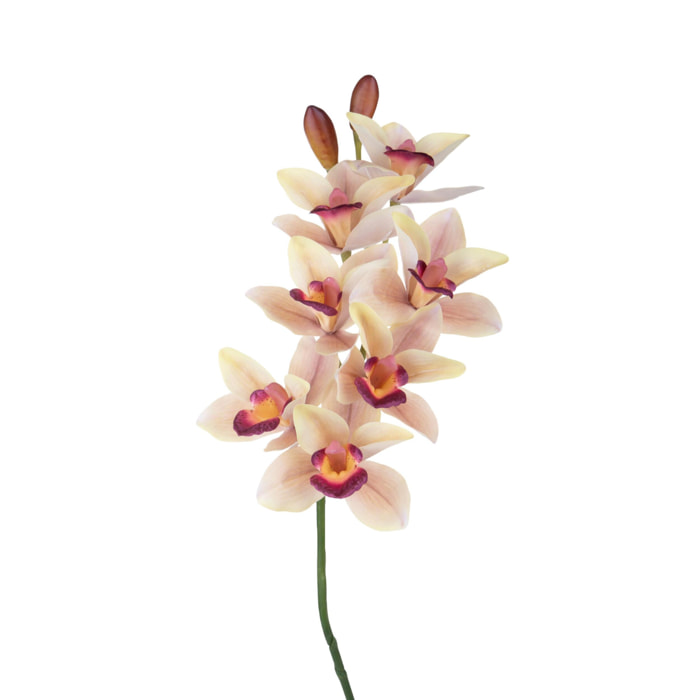 Orchidea cymbidium - Pezzi 3 - Colore: Giallo/viola - Bianchi Dino