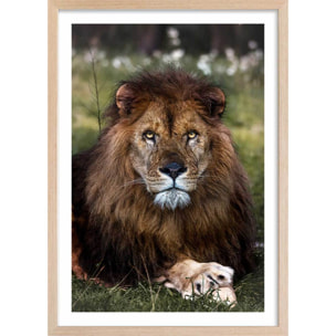 Affiche animaux pattes de lion Affiche + cadre en bois - Chêne