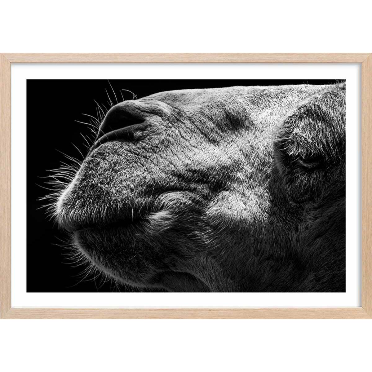 Poster animaux Portrait de chameau Affiche + cadre en bois - Chêne