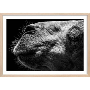 Poster animaux Portrait de chameau Affiche + cadre en bois - Chêne