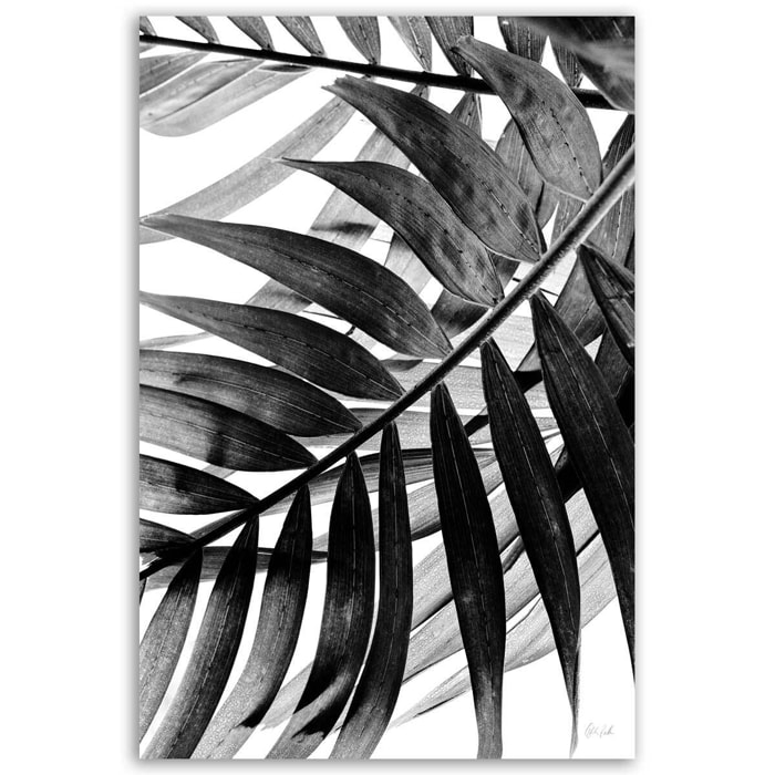 Affiche fleurs Palmier minimaliste | Affiche photo déco Hexoa Affiche seule