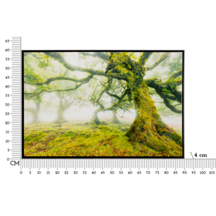 STAMPA SU TELA LACCATA C/CORNICE FORESTA CM 90X4X60