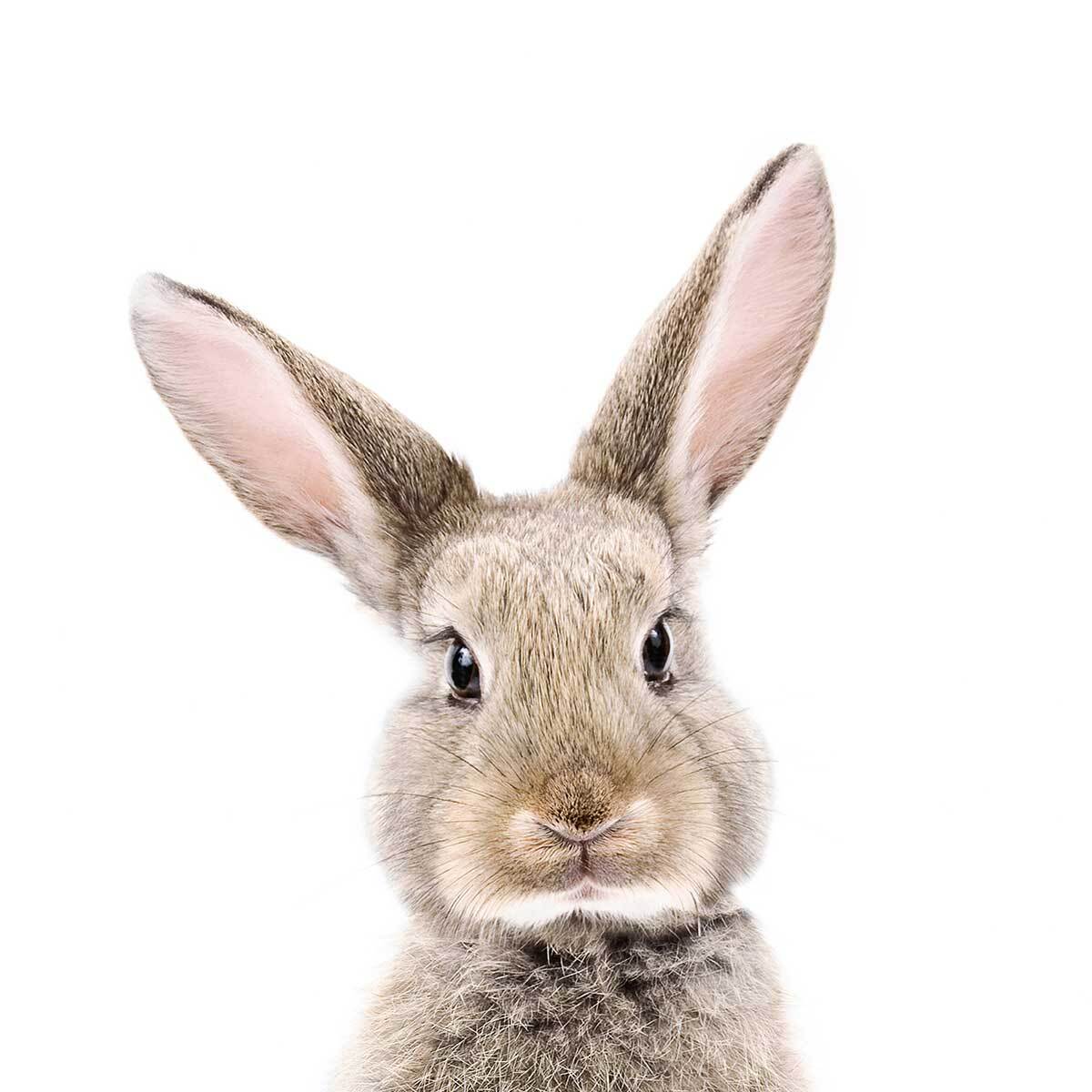 Affiche enfant bébé lapin Affiche sous cadre noir