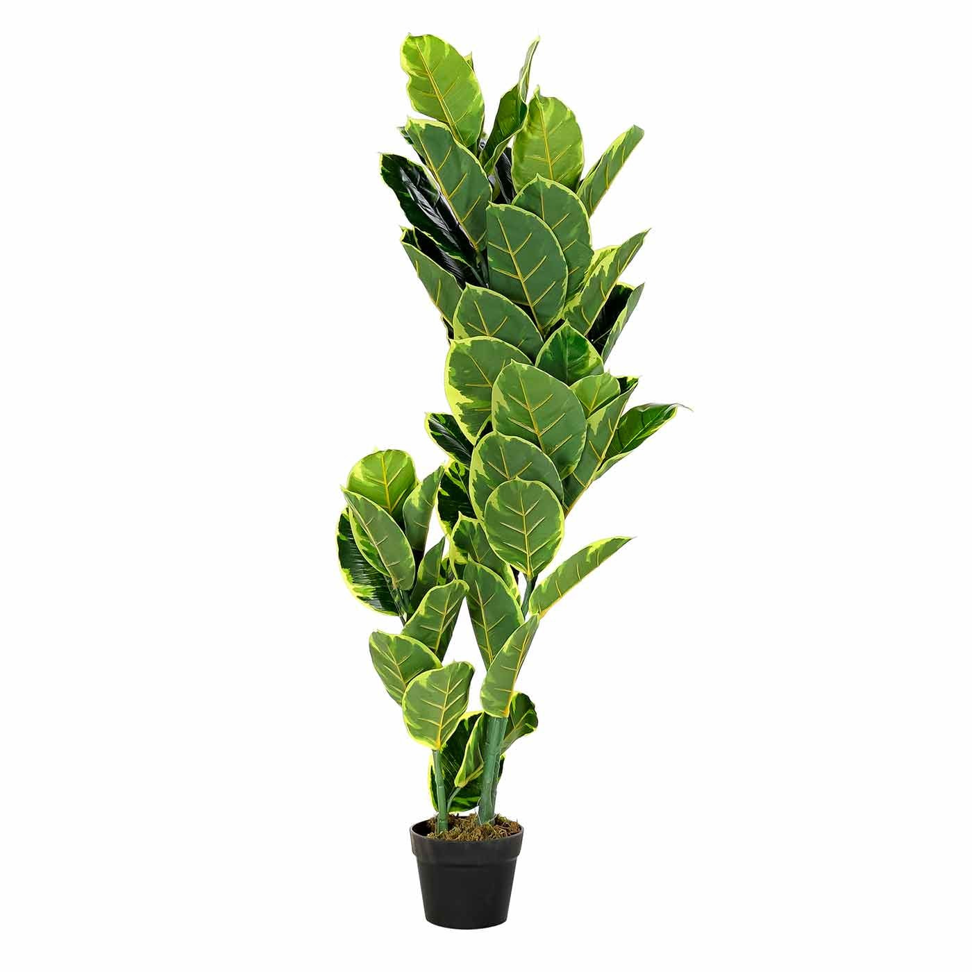 Plante hévéa vanessa 120cm