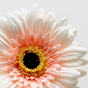 Fiori Di Gerbera. Altezza 63 Cm - Pezzi 12 - 10,5X63X10,5cm - Colore: Rosa - Bianchi Dino - Fiori Artificiali