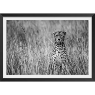 Affiche animaux Cheetah Affiche + cadre en bois - Noir