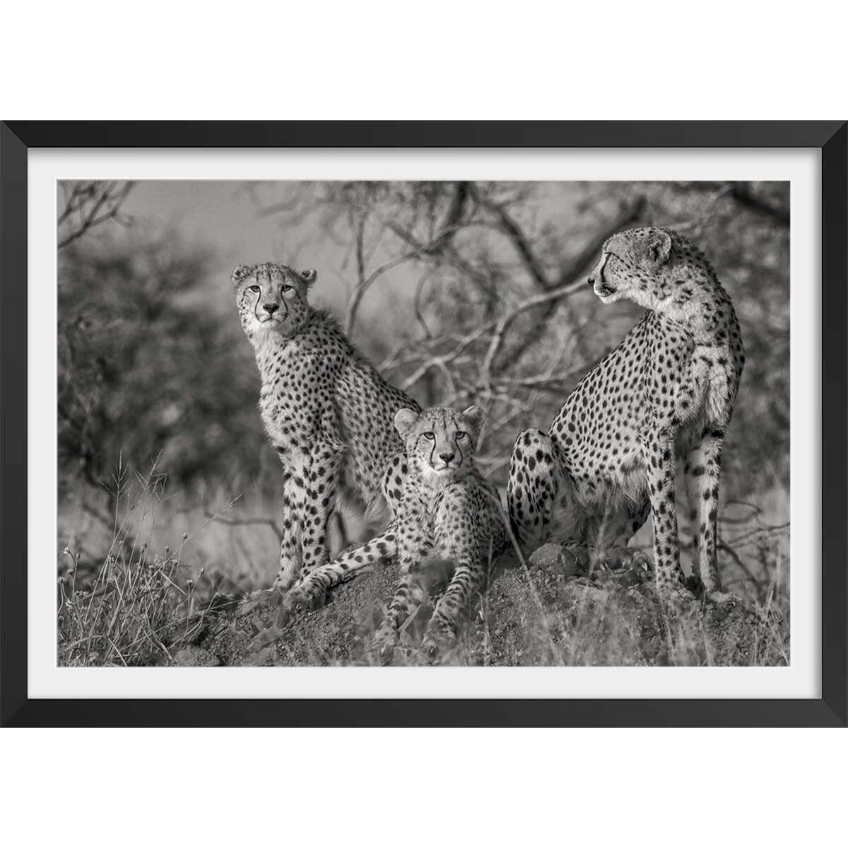 Affiche animaux 3 petits chats Affiche + cadre en bois - Noir