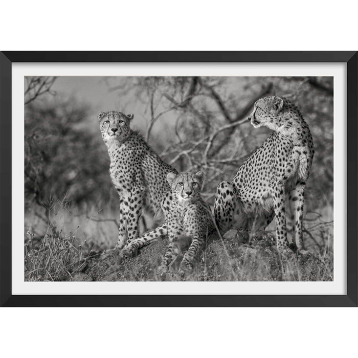 Affiche animaux 3 petits chats Affiche + cadre en bois - Noir