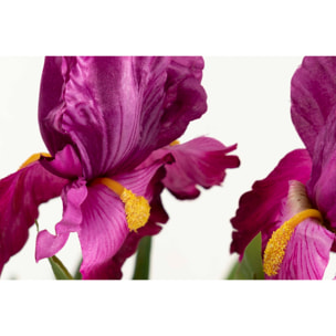 Planta Orquidea Cattleya 60x60x70 Cm