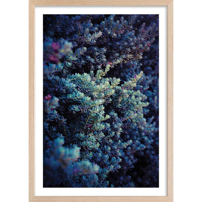 Affiche photo Tableau macro plante grasse collector Affiche + cadre en bois - Chêne