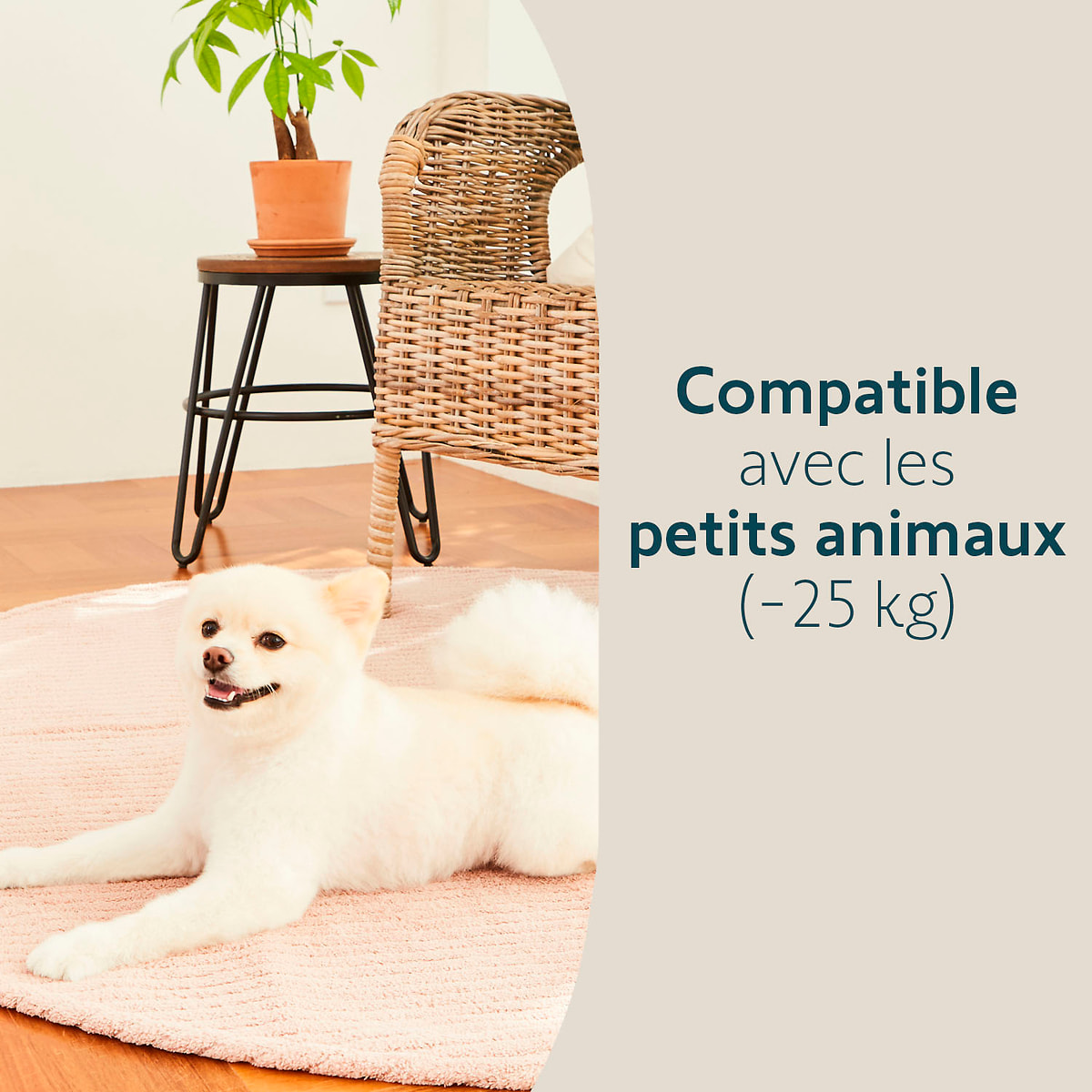 Détecteur de Mouvement Intérieur - Compatible Animaux – Fabriqué en France