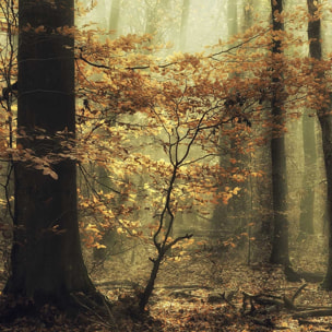 Affiche ""les feuilles d'automne"" Affiche sous cadre bois