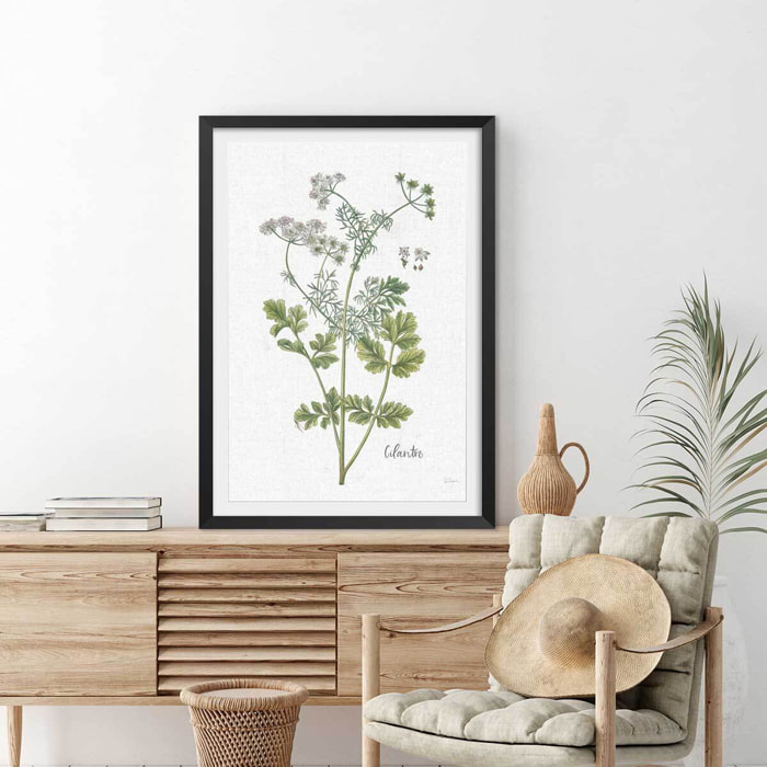 Affiche fleurs Coriandre dessinée Affiche + cadre en bois - Noir