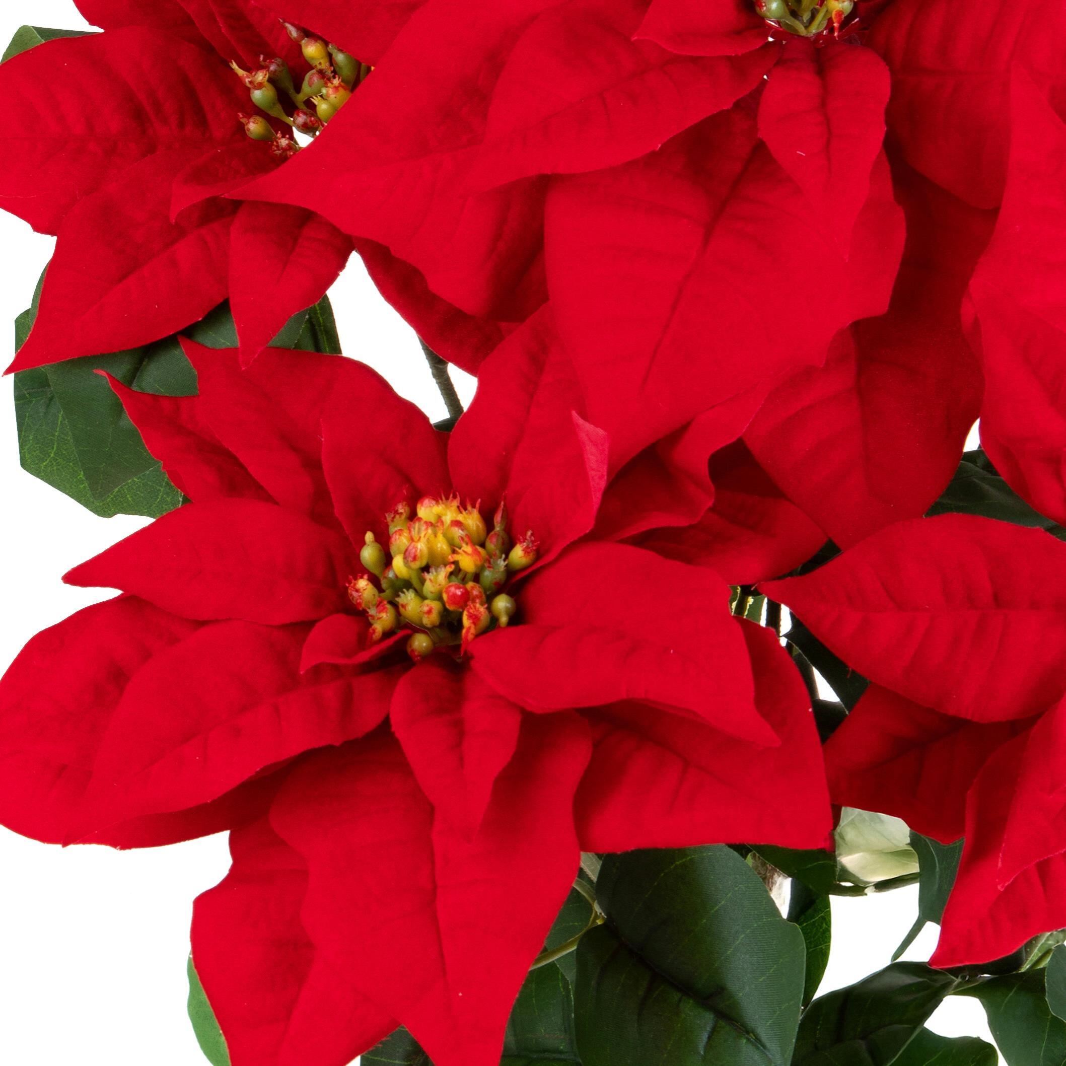 Stella natale cespuglio - Pezzi 2 - ROSSO - Bianchi Dino SpA