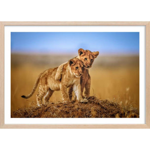 Affiche animaux brothers for the life Affiche + cadre en bois - Chêne