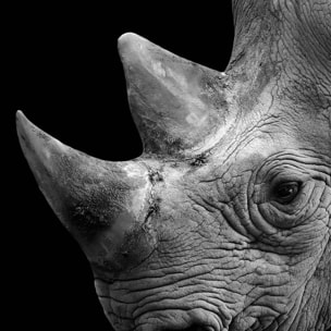 Affiche encadrée rhinocéros de profil en noir et blanc Affiche + cadre en métal - Noir