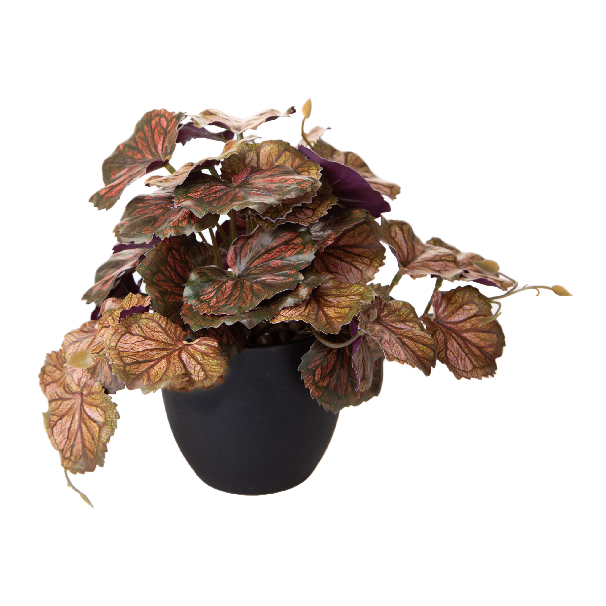 Heuchera In Vaso 20 Cm - Pezzi 4 - 10X20X10cm - Colore: Altro - Bianchi Dino - Piante Verdi In Vaso