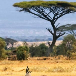 Affiche encadrée antilopes dans la savane africaine Affiche + cadre en métal - Noir