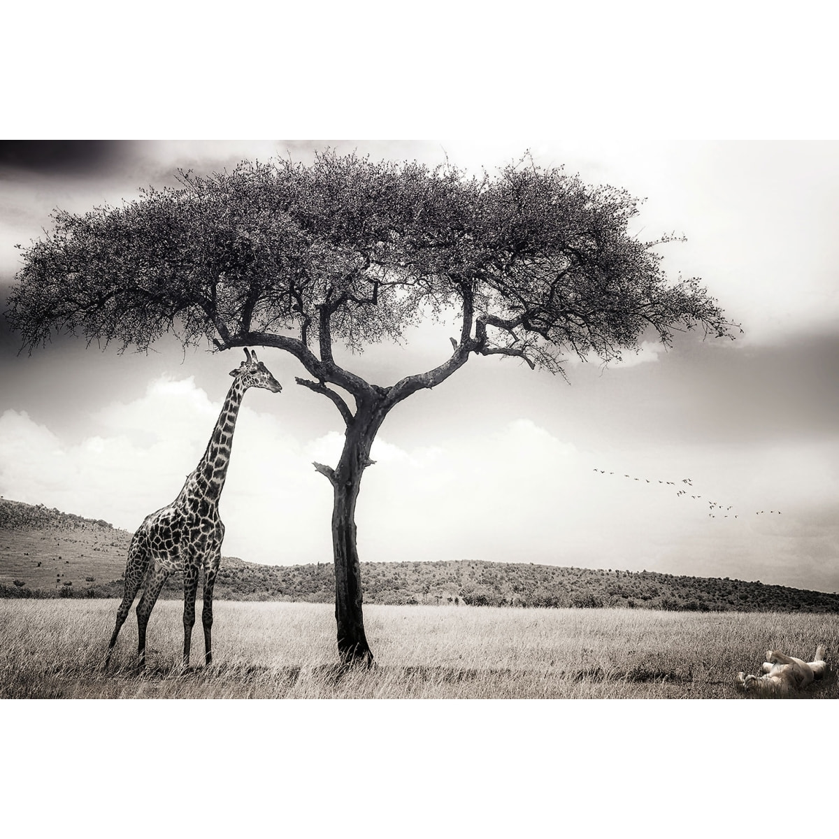 Tableau animaux sous le soleil d' afrique Tableau plexiglas