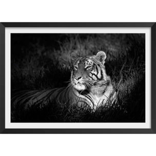 Affiche tigre assoupi dans son rayon de lumière Affiche sous cadre noir