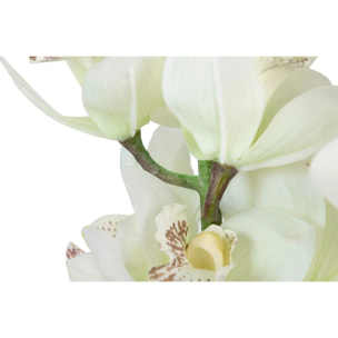 Planta Orquidea Cymbidium 60x60x100 Cm