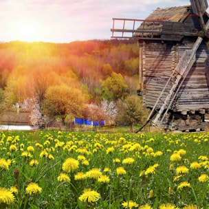 Affiche encadrée moulin à vent dans un champ fleuri Affiche + cadre en métal - Noir