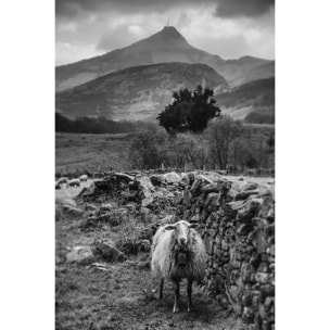 Tableau noir et blanc deco brebis Tableau plexiglas