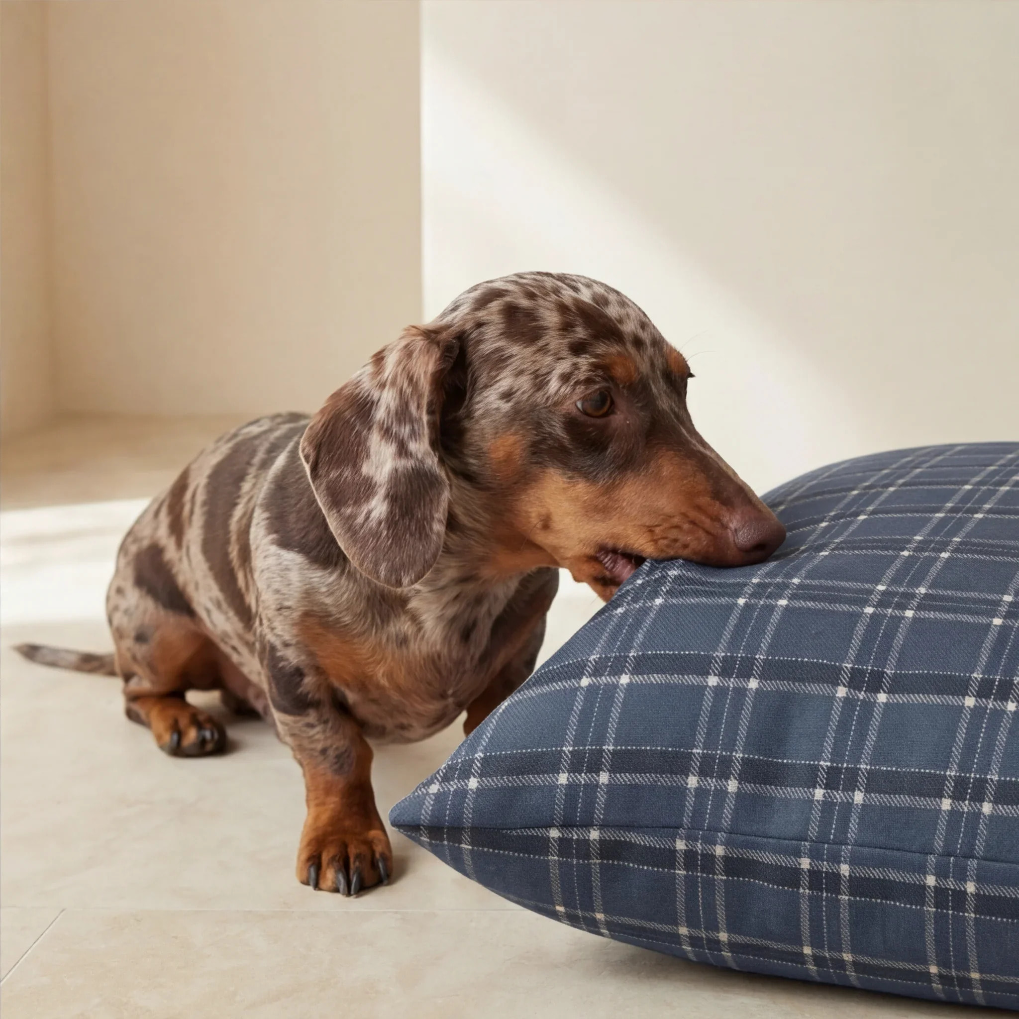 Housse antitaches pour lit pour animal Camilo Blue