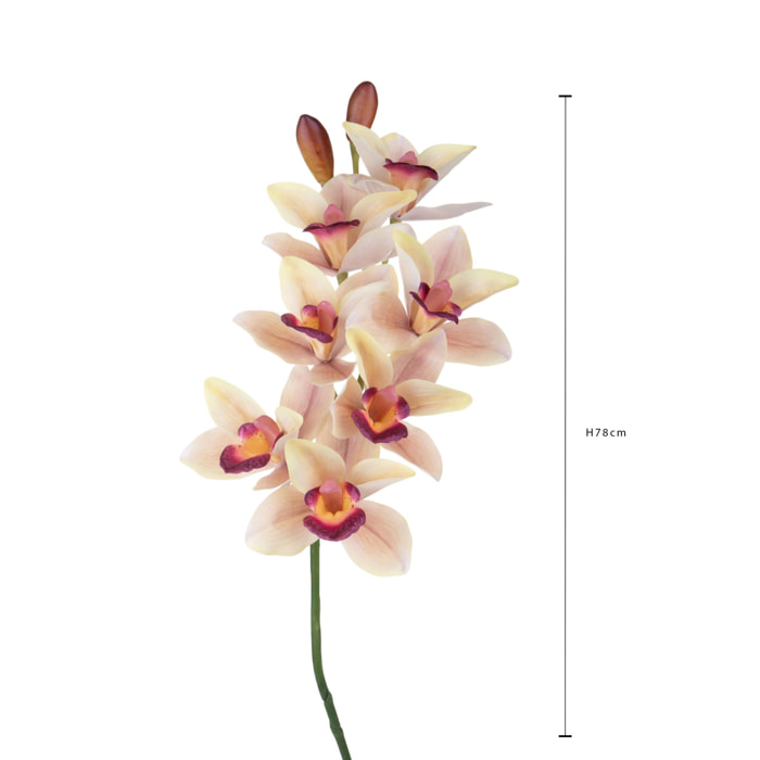 Orchidea cymbidium - Pezzi 3 - Colore: Giallo/viola - Bianchi Dino