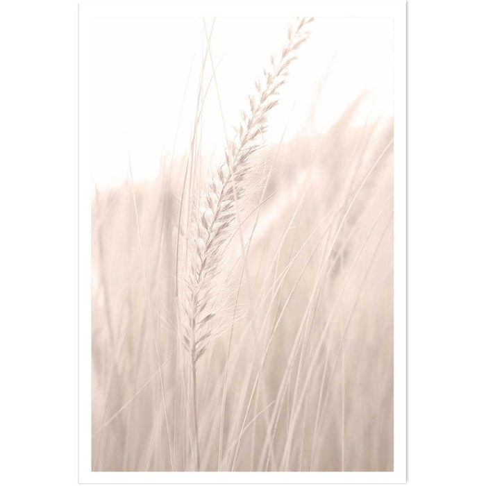 Poster blé poudré Affiche seule