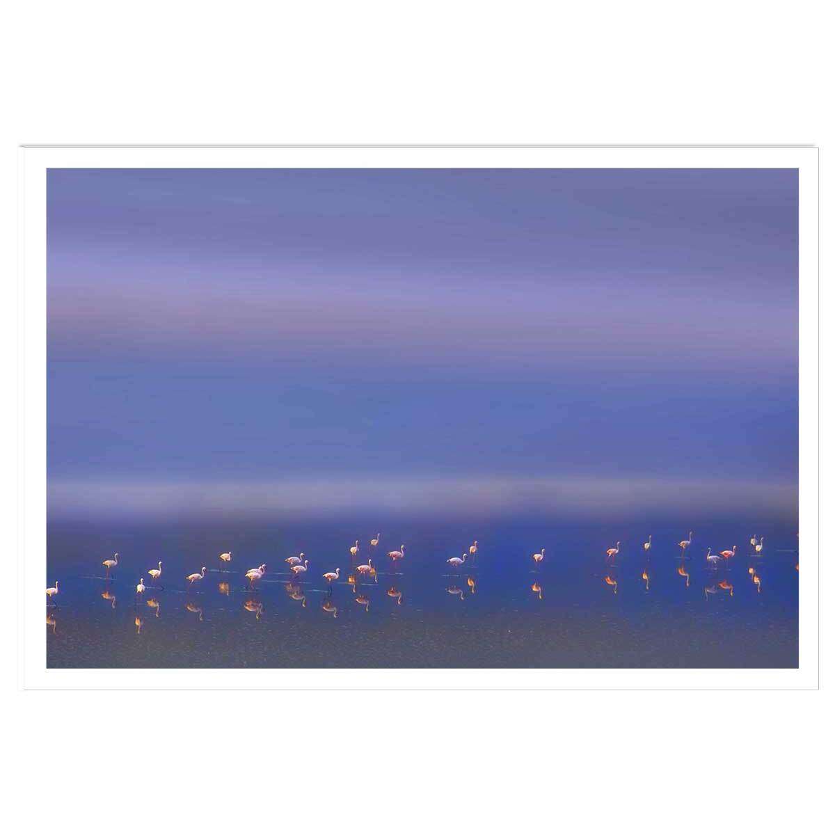 Affiche Flamants Tôt le matin Affiche seule