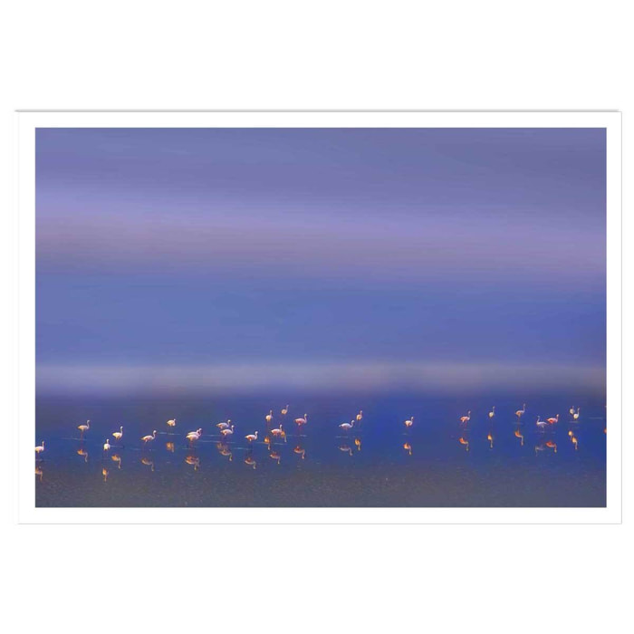 Affiche Flamants Tôt le matin Affiche seule