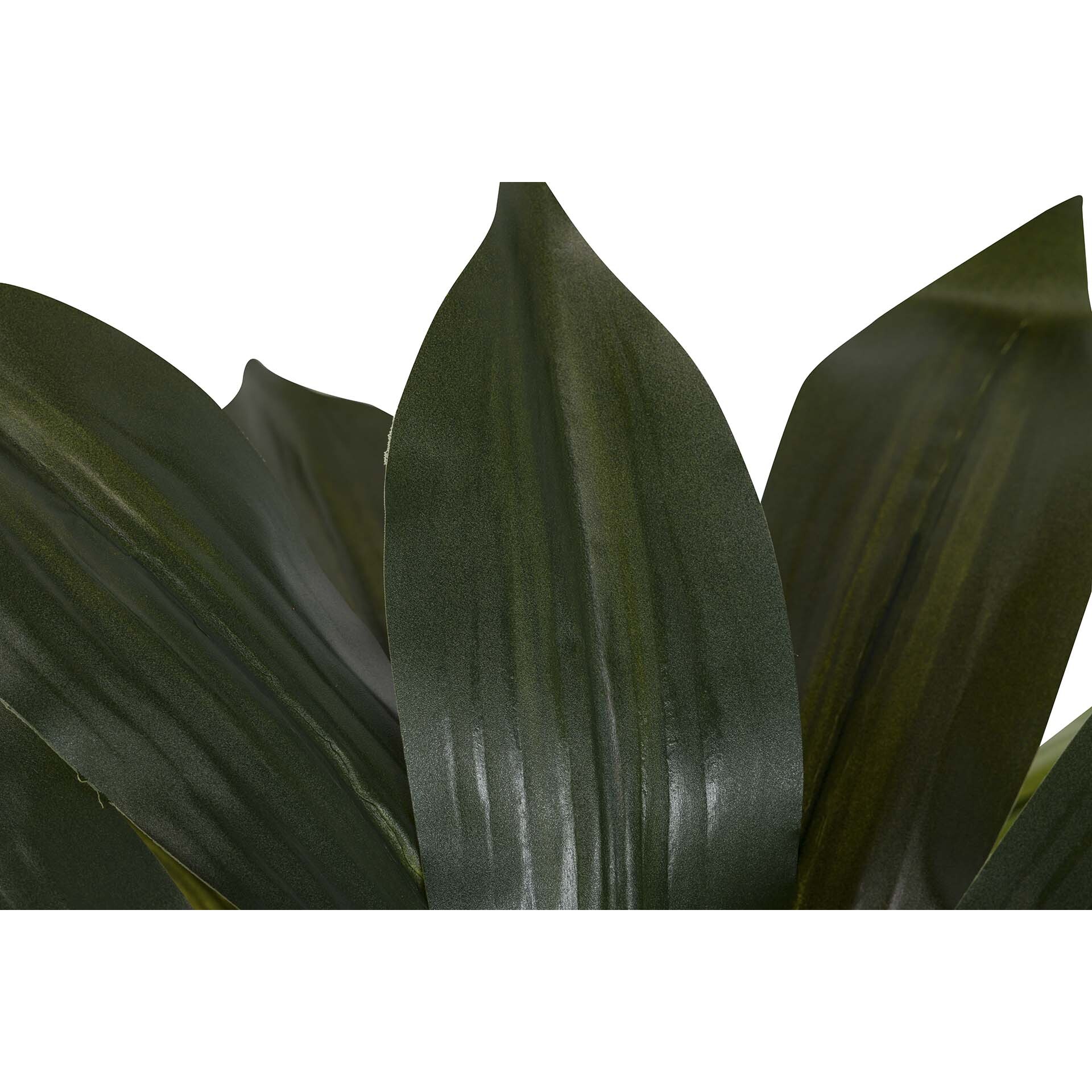 Planta Dracaena Fragrans Con Maceta 55x55x55 Cm