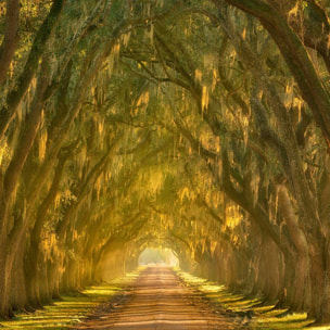 Tableau Allee enchanteresse Tableau alu Dibond