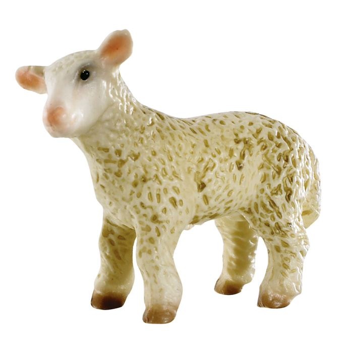 Fattoria/Agnello