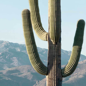 Papier peint jungle cactus mexico Intissé